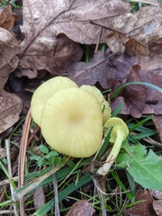 Chrysomphalina grossula
