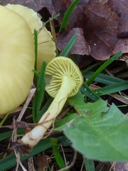 Chrysomphalina grossula