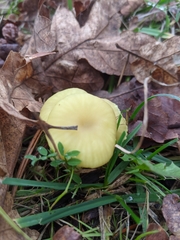Chrysomphalina grossula