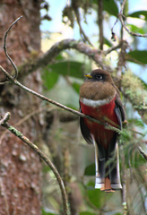 Trogon collaris