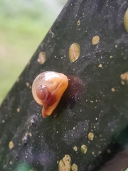 Helicarion perfragilis
