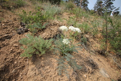 Phlojodicarpus sibiricus