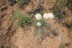 Phlojodicarpus sibiricus