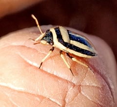 Ippatha australiensis