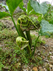 Arisaema griffithii