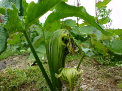Arisaema griffithii