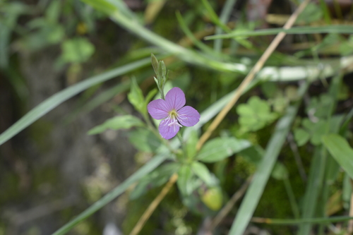 Oenothera image