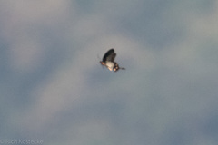 Pachliopta pandiyana