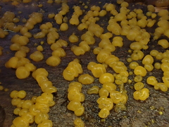 Dacrymyces minor