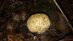 Scleroderma aurantium