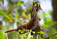 Cinnycerthia unirufa