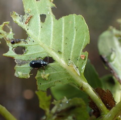 Lysathia ludoviciana