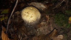 Scleroderma aurantium