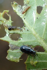 Lysathia ludoviciana