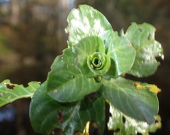 Lysathia ludoviciana
