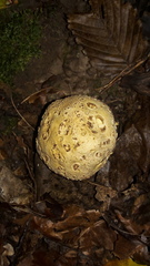 Scleroderma aurantium