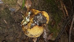 Scleroderma aurantium