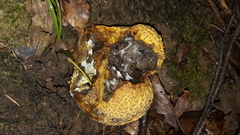 Scleroderma aurantium