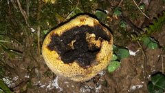 Scleroderma aurantium