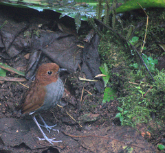Grallaria rufocinerea