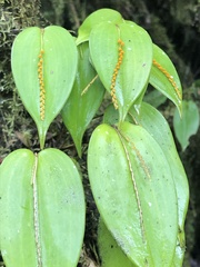Pleurothallis truncata