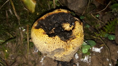 Scleroderma aurantium