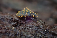 Holacanthella paucispinosa