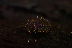 Holacanthella paucispinosa