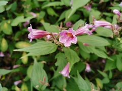 Strobilanthes yunnanensis