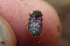 Holacanthella paucispinosa