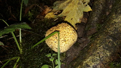 Scleroderma aurantium