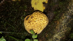 Scleroderma aurantium