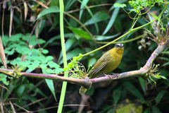 Kleinothraupis atropileus