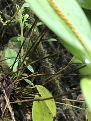Pleurothallis truncata