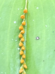 Pleurothallis truncata