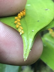 Pleurothallis truncata