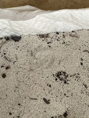 Eleutherodactylus planirostris