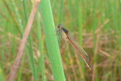 Amphiagrion