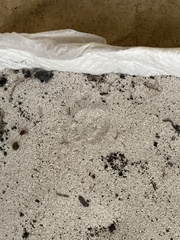 Eleutherodactylus planirostris