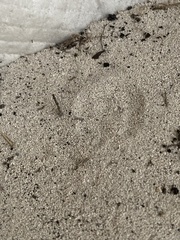 Eleutherodactylus planirostris