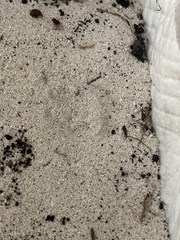 Eleutherodactylus planirostris