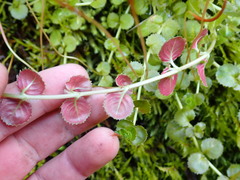 Epilobium pedunculare