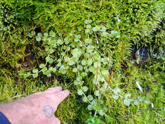 Epilobium pedunculare