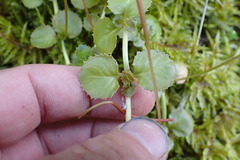 Epilobium pedunculare