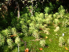 Myriophyllum robustum