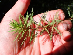 Myriophyllum robustum