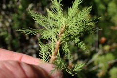 Myriophyllum robustum
