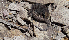 Liolaemus petrophilus