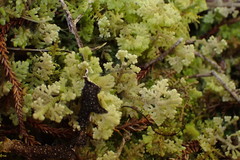 Trichocolea mollissima