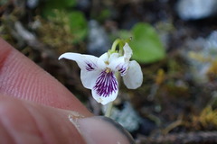 Viola lyallii